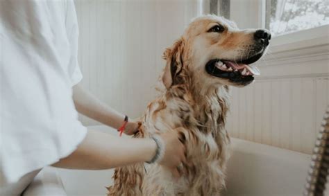 Hur Ofta Ska Du Ge En Hund Ett Bad?